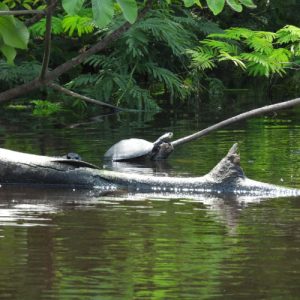 Una tortuga de río (probablemente Taricaya o Motelo) descansando sobre un tronco flotante o semisumergido en las aguas oscuras de un afluente amazónico.