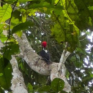 Pájaro carpintero de cresta roja (Campephilus melanoleucos) posado en un árbol en la selva amazónica de Iquitos, Perú.