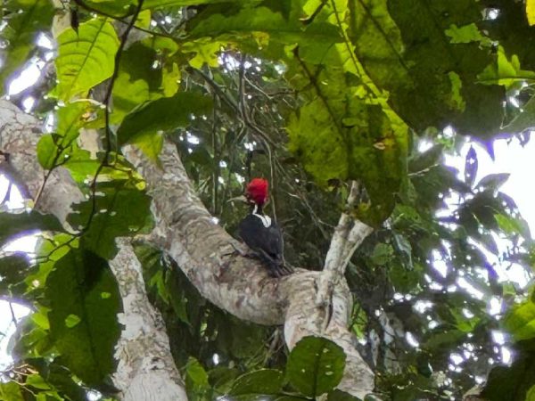 Pájaro carpintero de cresta roja (Campephilus melanoleucos) posado en un árbol en la selva amazónica de Iquitos, Perú.