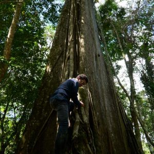 Persona escalando un árbol gigante en la selva amazónica, rodeado de vegetación densa y raíces aéreas.