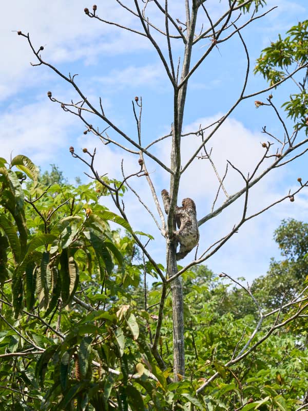 Perezoso trepando un árbol delgado en la selva amazónica, rodeado de vegetación y cielo parcialmente nublado.