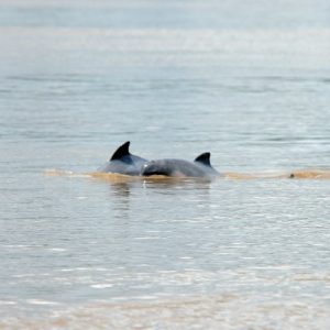 Dos delfines grises (Sotalia fluviatilis) emergiendo simultáneamente de las aguas color café del río Amazonas durante un tour de observación.