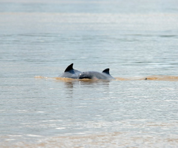 Dos delfines grises (Sotalia fluviatilis) emergiendo simultáneamente de las aguas color café del río Amazonas durante un tour de observación.