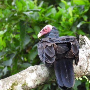 Un Gallinazo de Cabeza Roja (Cathartes aura) de plumaje negro y cabeza rojiza, posado de espaldas sobre una rama gruesa en la Reserva Nacional Pacaya Samiria.
