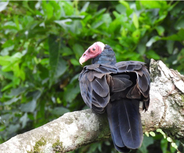 Un Gallinazo de Cabeza Roja (Cathartes aura) de plumaje negro y cabeza rojiza, posado de espaldas sobre una rama gruesa en la Reserva Nacional Pacaya Samiria.