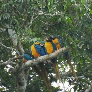Un grupo de guacamayos azules y amarillos (Ara ararauna) posados juntos en la rama de un árbol frondoso en la zona de El Dorado, Pacaya Samiria.