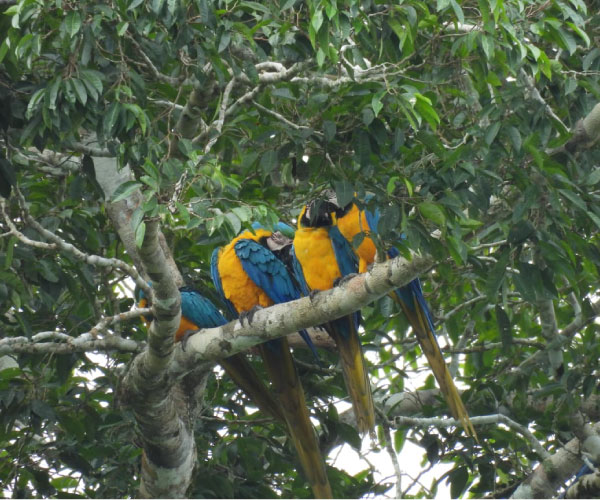 Un grupo de guacamayos azules y amarillos (Ara ararauna) posados juntos en la rama de un árbol frondoso en la zona de El Dorado, Pacaya Samiria.