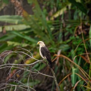 A Black-collared Hawk perched on a branch during an Amazon Birdwatching Tour in the Peruvian Amazon near Iquitos.