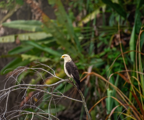 A Black-collared Hawk perched on a branch during an Amazon Birdwatching Tour in the Peruvian Amazon near Iquitos.